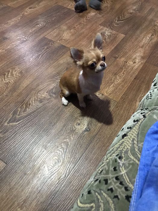 Продам дівчинку міні чихуахуа