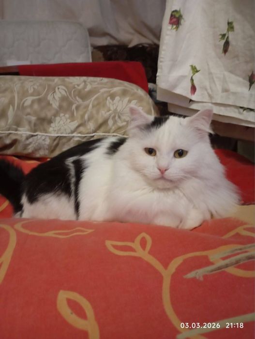 Котик Мішель шукає сімʼю! Вік ~ 1,5р. Волонтерський