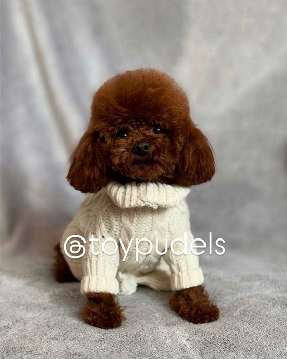 В'язка. Той-пудель. Документи, досвід, тести.