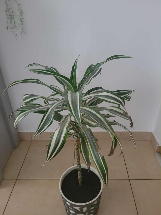 Kwiat domowy Dracena dwukolorowy