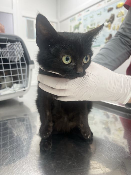 Котики, найкращі котики у світі