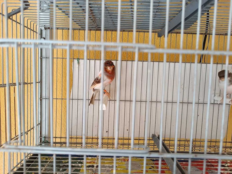 Casal canários Arlequim e casal vermelhos (Foros de Amora)
