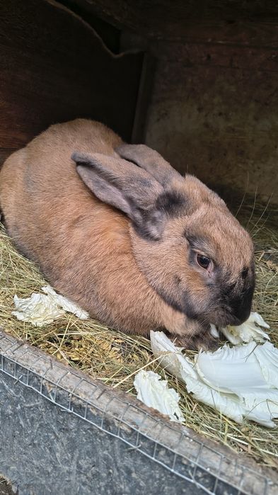 Królik na sprzedaż