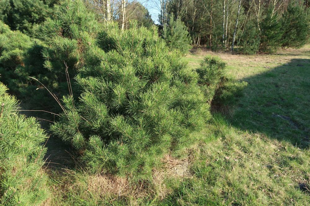 Sosny przycinane, gęste do ogródka, na działkę