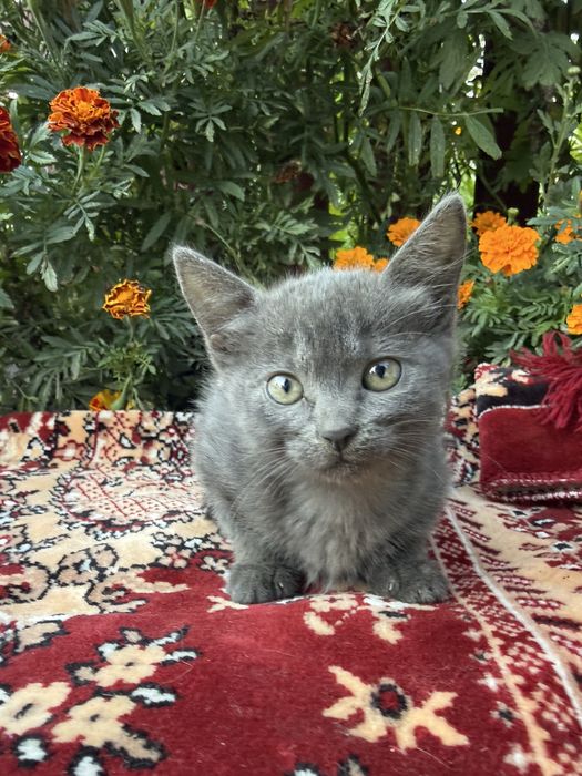 Віддам котенят у добрі руки