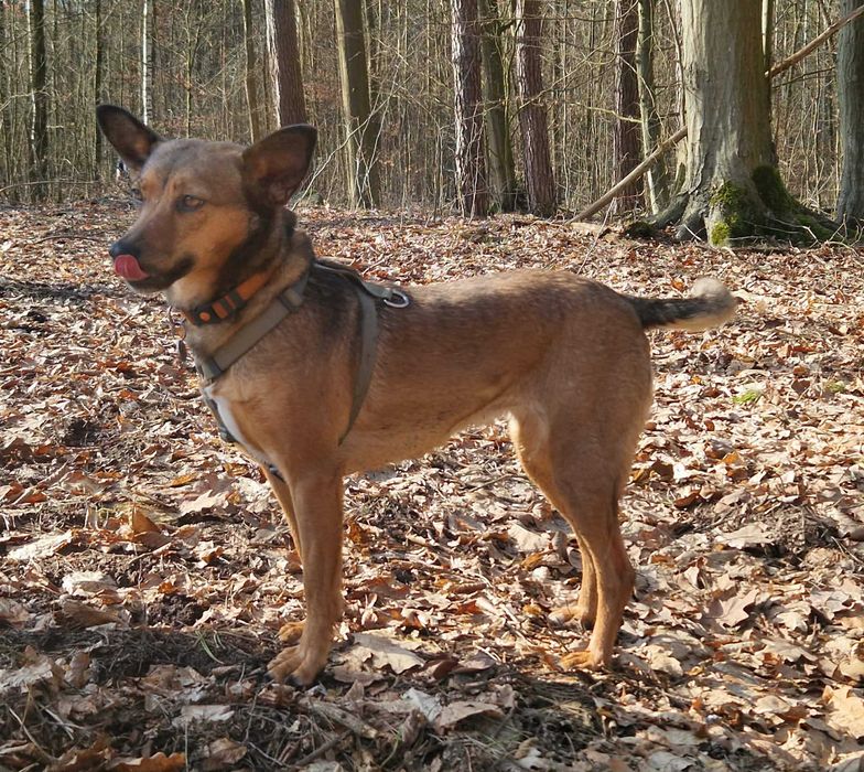 Łagodna spokojna Zara szuka domu