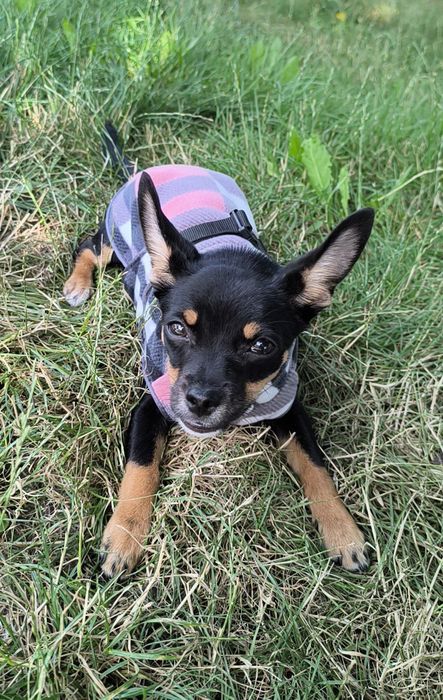 Жилетка- Одяг для маленьких собак