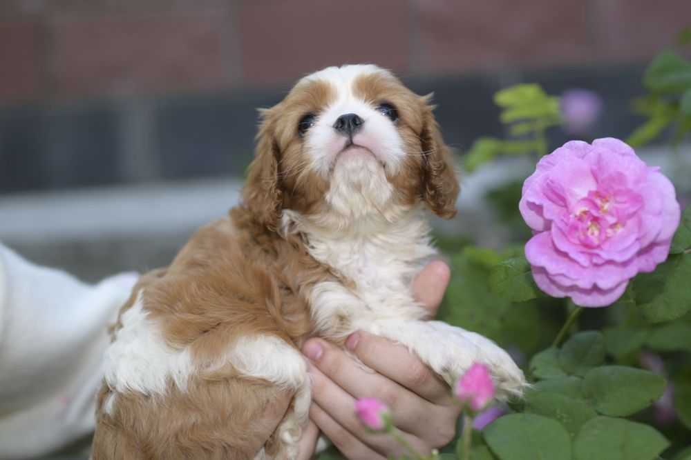 Цуценята з розплідника "Royal Fluffy Diamond"