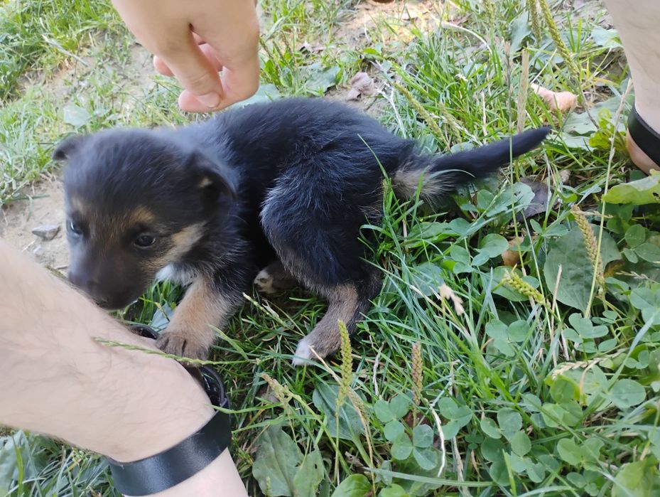 Oddam pieski w dobre ręce