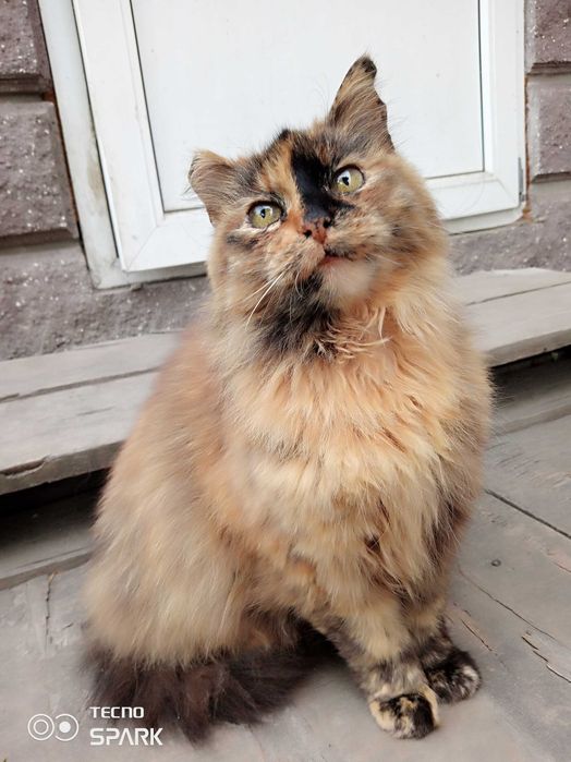 подарую кицьок стерилізованих