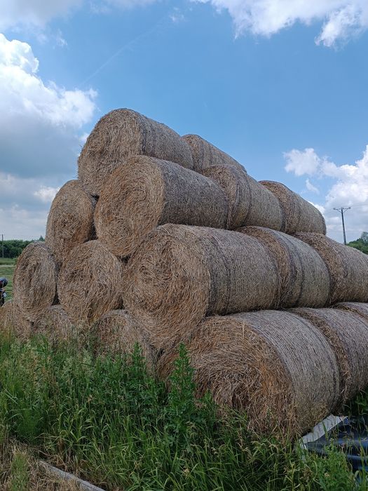 Słoma z owsa w belach 125cm