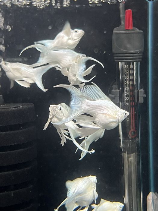 Molinezja balonowa Snow White XXL Aqualife