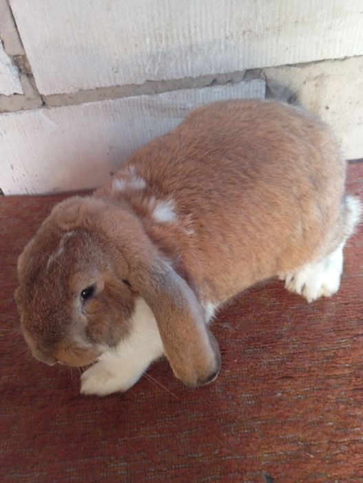 Baran francuski zakocone samice