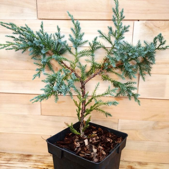 Ялівець Blue carpet