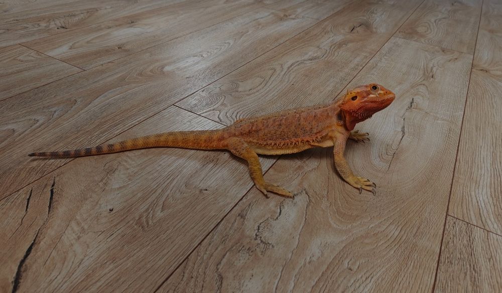 Agama brodata - do sprzedania.