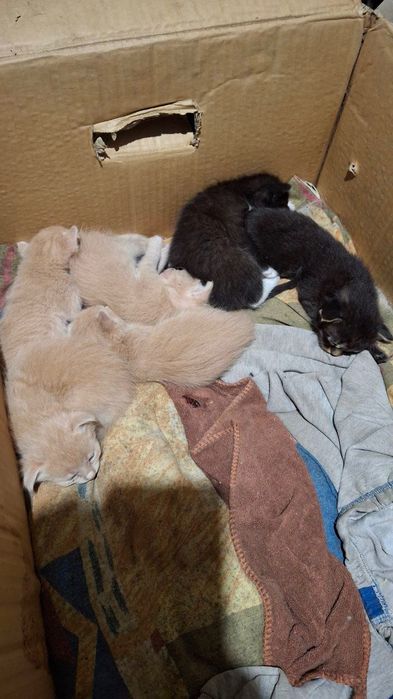 Кошенята в добрі руки