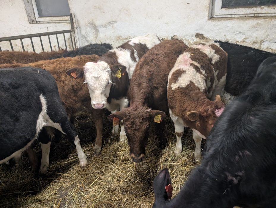 Sprzedam byczki 11 sztuk odchowane