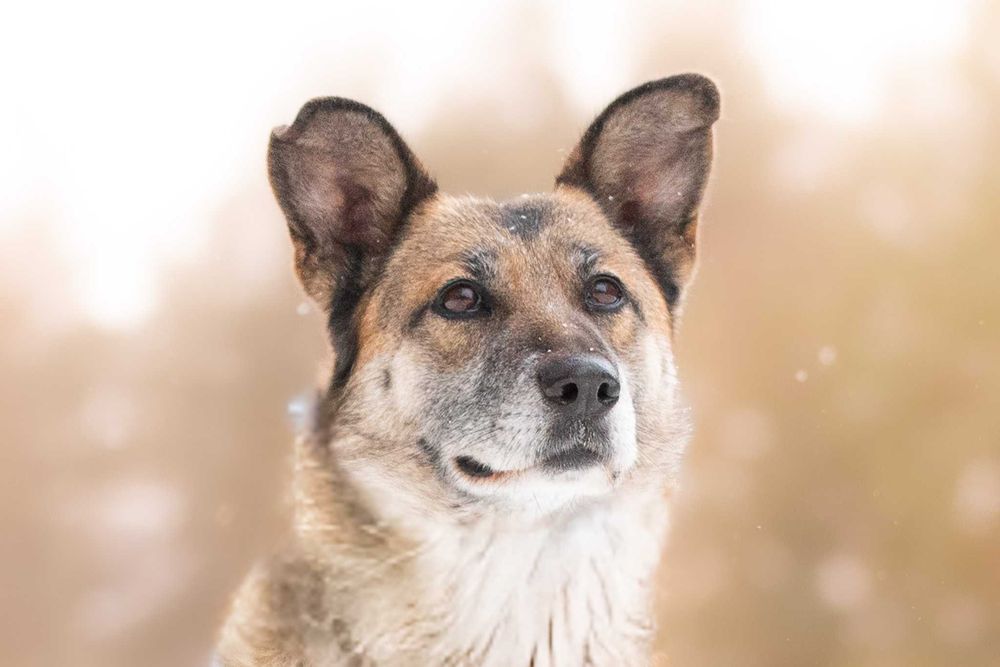 LERDA - owczarkowa, łagodna i ułożona dama