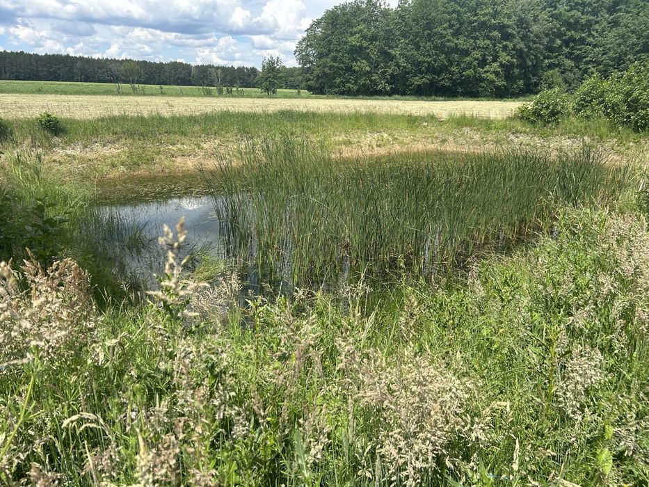 Piękna działka ze stawem przy lesie 3200 m' - Warunki Zabudowy, woda , nowa droga miejscowość Stawki nr 129/9