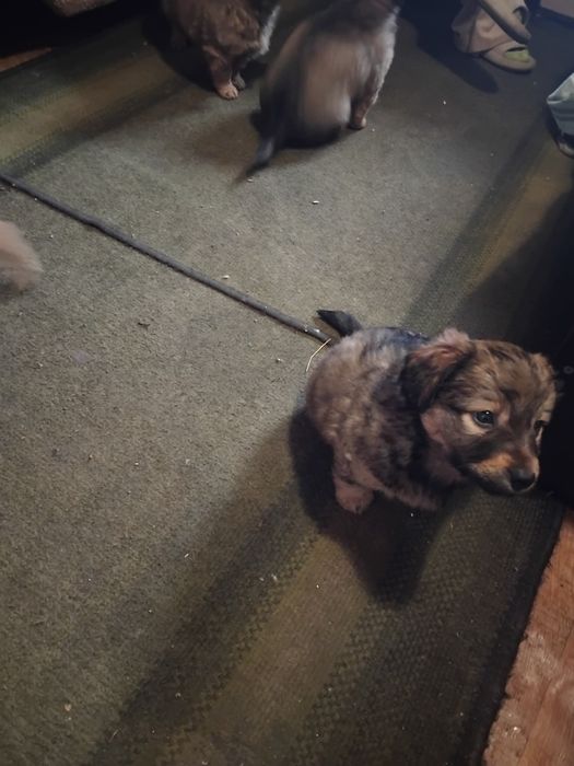 Отдам щенков метис