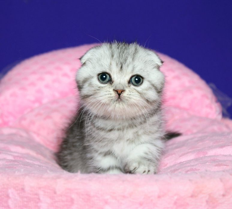 Шотландский мальчик