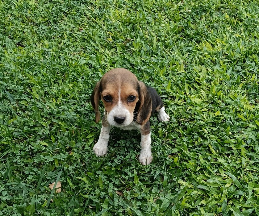 Beagle fêmea t + pequeno