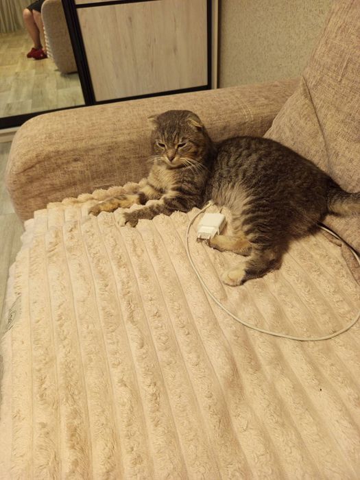 Котик кастрований в добрі руки