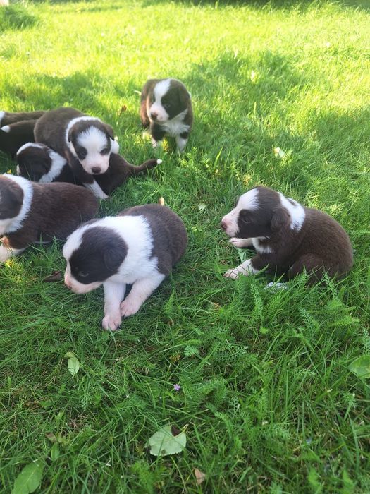 Border Collie dziewczynka Czekoladowo-Biała