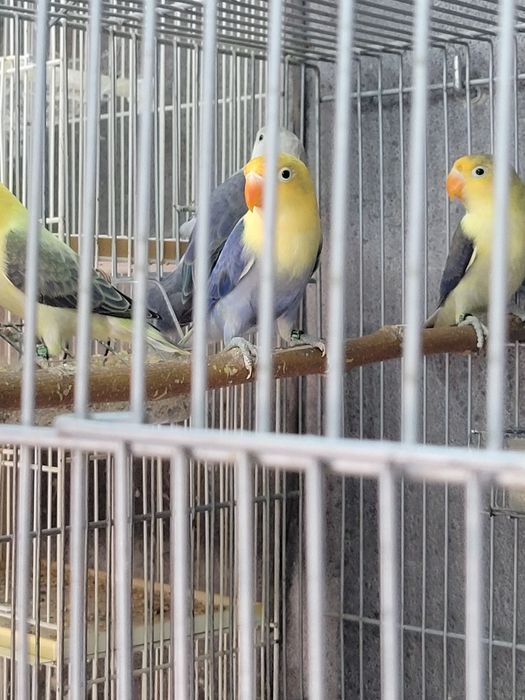 Canários , Agapórnis de todas as raças outras aves disponíveis