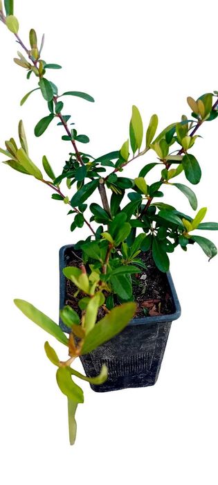 Pyracantha Coccinea arbusto para sebes