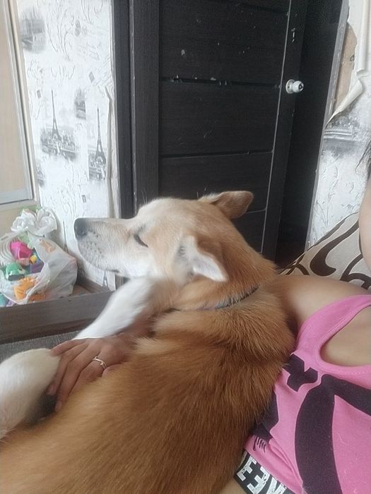 Отдам собаку в добрые руки