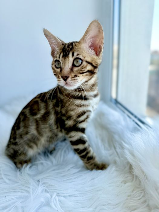 Продаж бенгальських кошенят