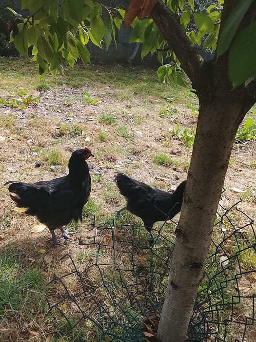 Kura australorp młode