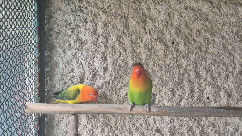 Agapornis fischers
