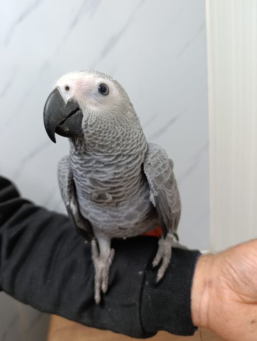 Papagaio cinzento com cerca de 3 meses