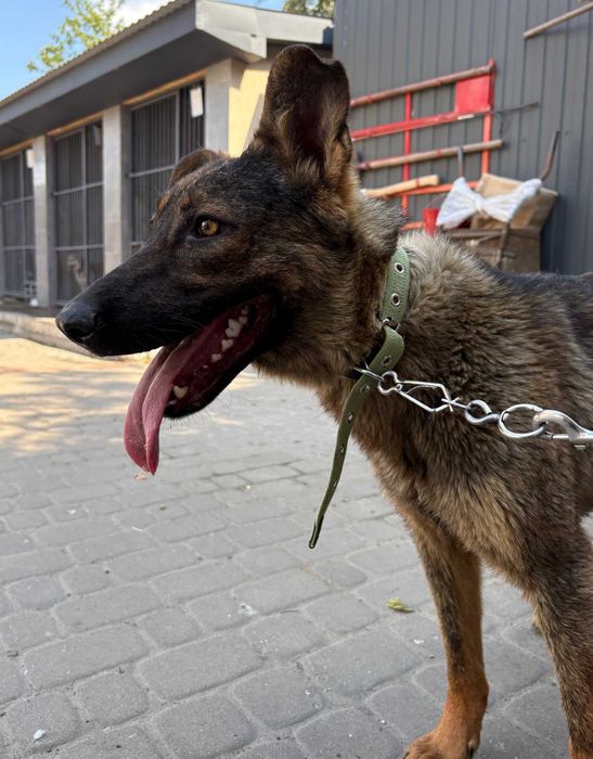 молодий песик в добрі руки ,ніжний ,вірний середнього розміру