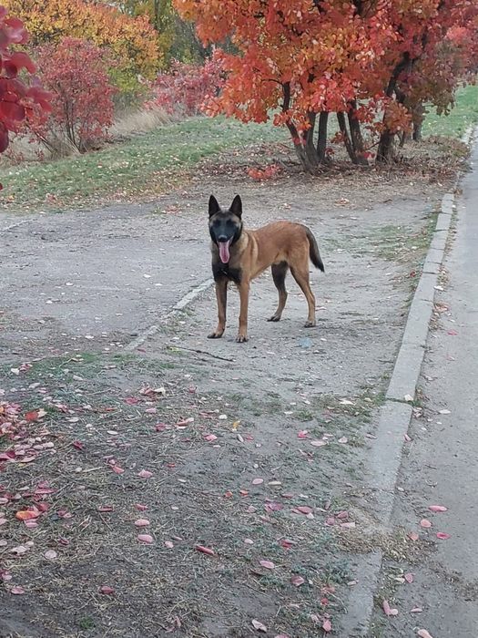 Бельгійська овчарка Малінуа