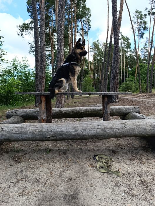 Дресирування собак службових та інших порід