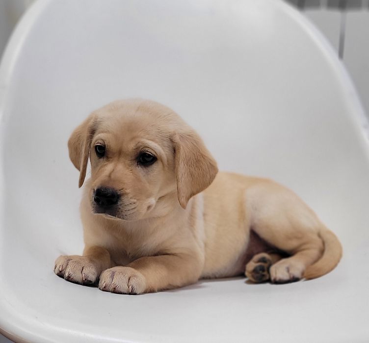 Labrador bege femea
