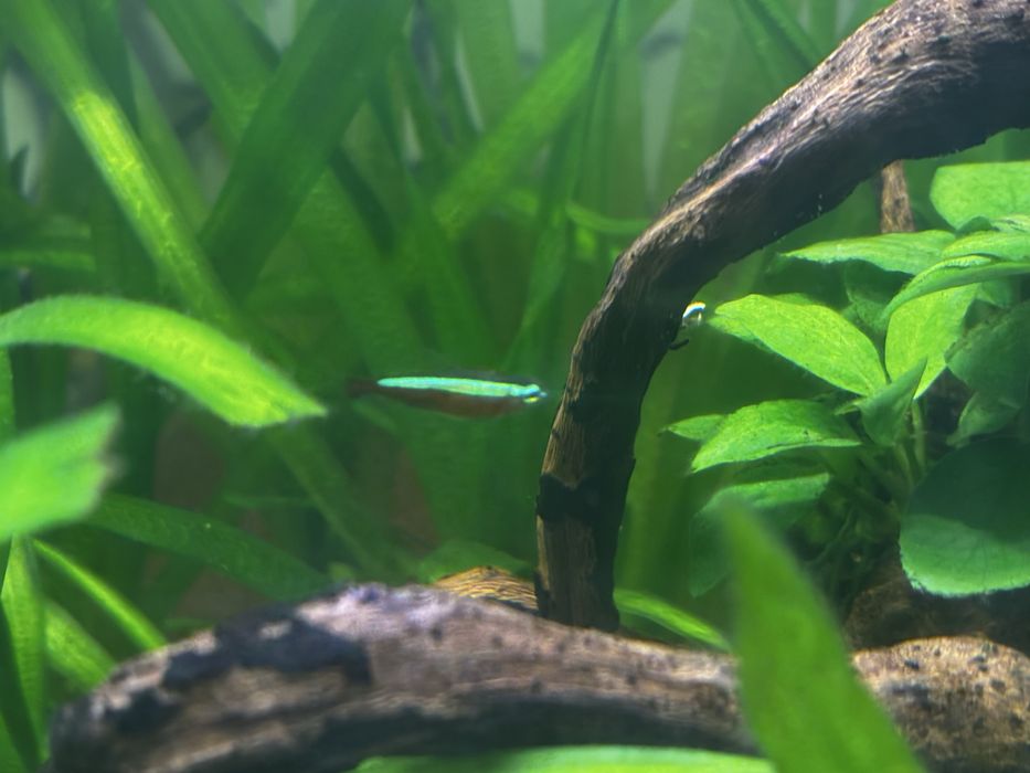 Aquario completo com peixes