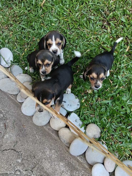 Beagle poket ( pequeno )