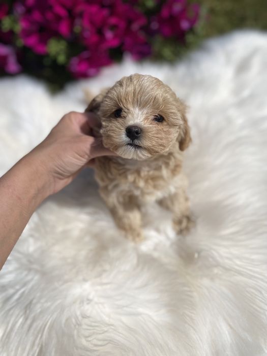 Мальтипу ф1 цуценятка міні