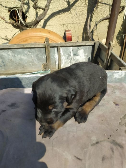 Чистокровні Щенки ягтерієра