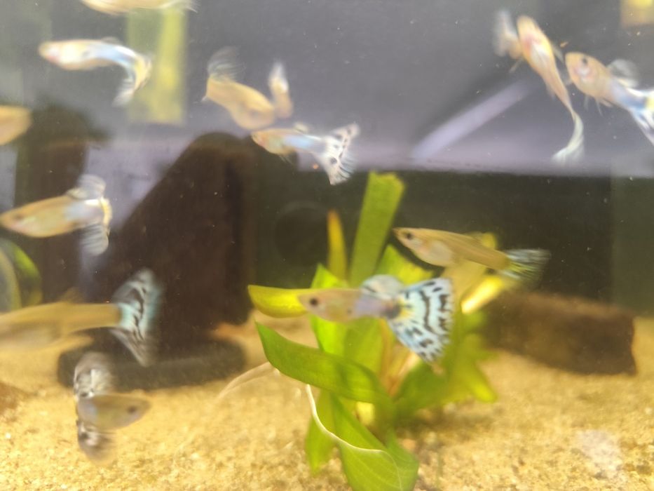 Guppys Japan blue mosaico