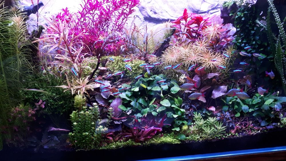 Reaktor CO2 do akwarium