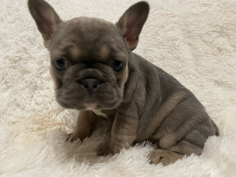 Buldog francuski suczka