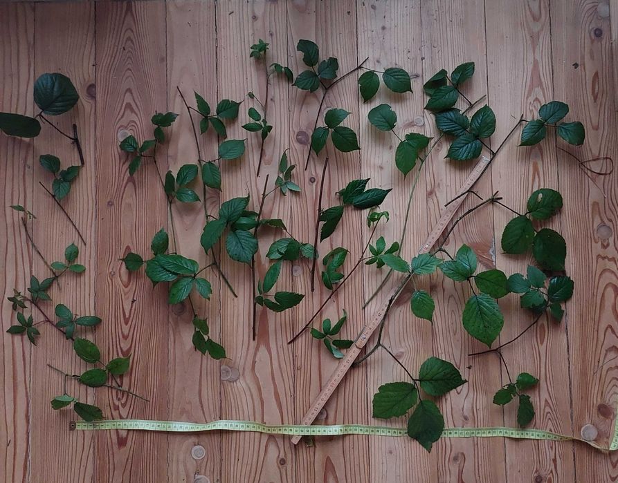 dla p.Anny mały pakiet pędów jeżyny leśnej