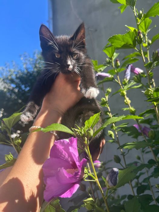 Кошенята в гарні руки