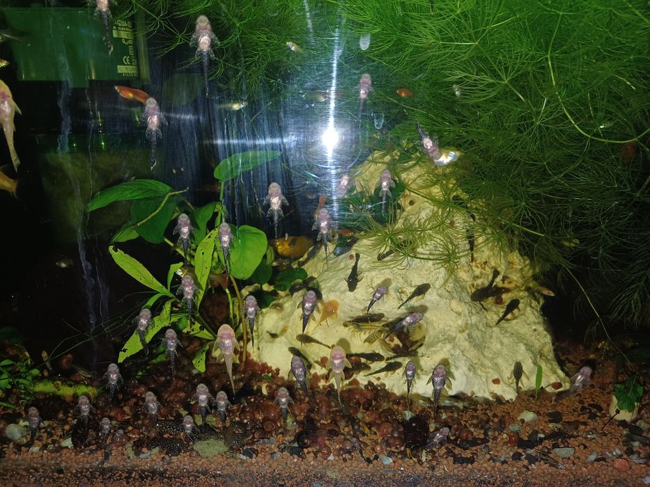 Rybki glonojady 4-5cm.