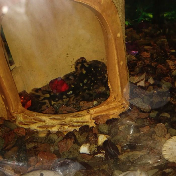 Сом Агамікс білоплямтистий